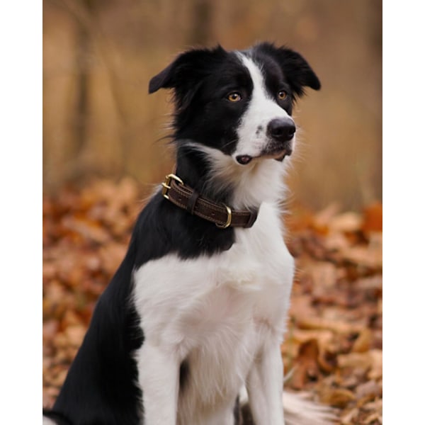 Ægte Læder Hundehalsbånd med Metalspænde, Kraftige Bløde og Holdbare Læderhalsbånd, Justerbare til Store Hunde, Brun, L Brown s