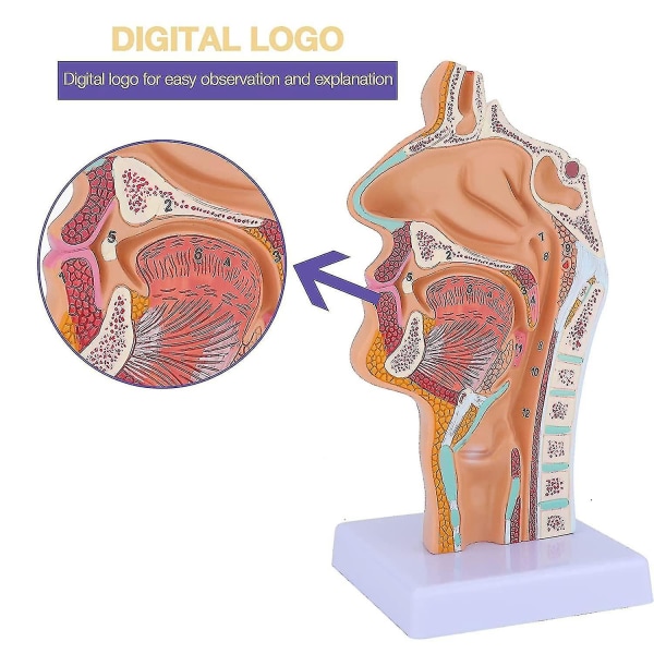 Nasalhulens anatomi modell menneskelig anatomisk svelg strupehode modell for studenter studievisning