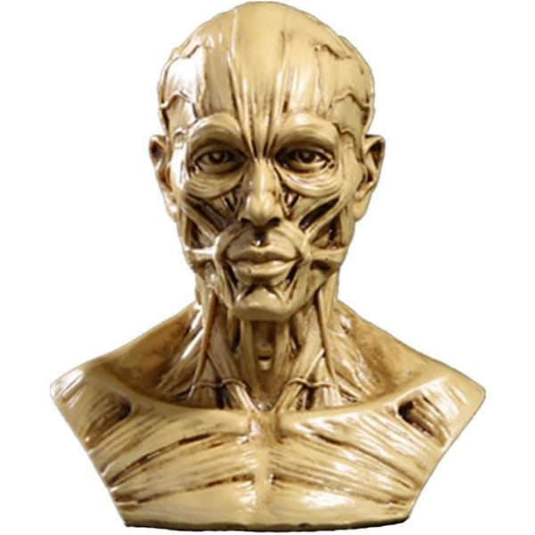 Human Facial Model Anatomy - Mini Størrelse Skull Head Muscle Bone Medical Model
