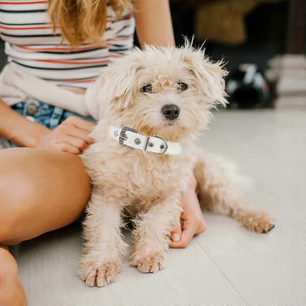 Hundhalsband S