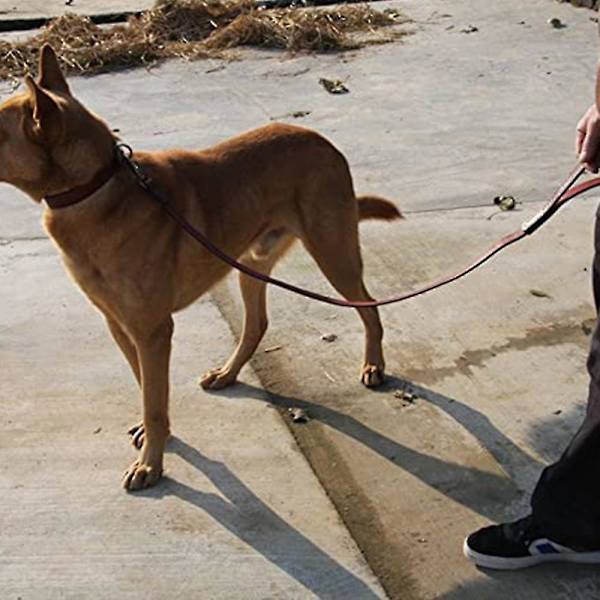 Læder hundetræningsline til hunde eller generel lydighed i baghaven
