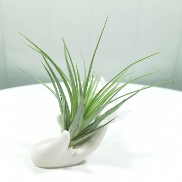 3 st keramiska mini handformade luftväxt hållare tekopp stativ hem Tillandsia ställ