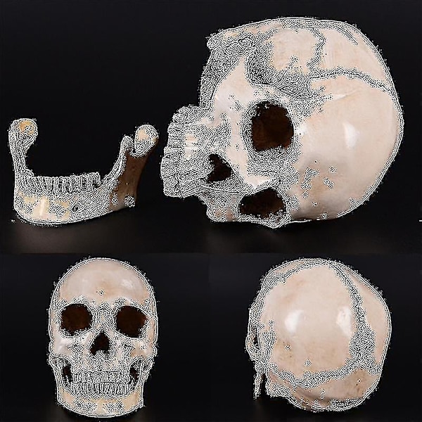 Lifesize 1:1 Human Skull Model Replica Resin Medical Anatomical Tracing