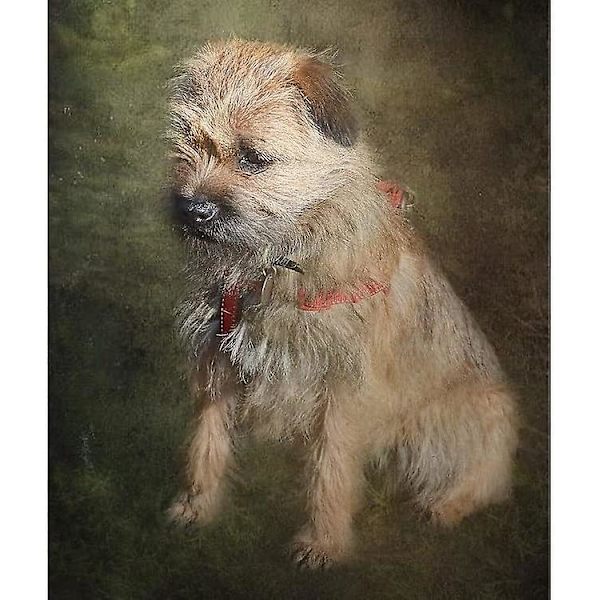 Border Terrier Sherpa Fleece-tæppe-orfm350 80x60in 200x150cm