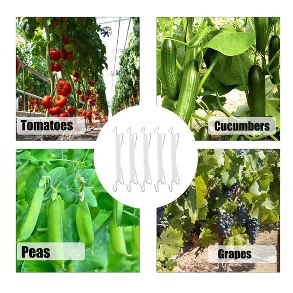 Tomatkrok - tomatkrok - växthuskrok - druv-vattenmelonskrok (vit)