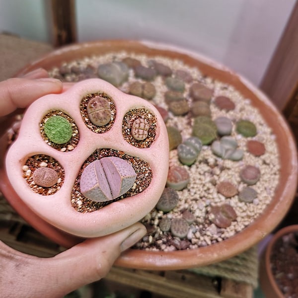 Til Katte Klo Sukulenter Potte UV Krystal Epoxy Resin Form Håndlavet