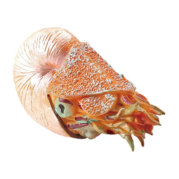 Staty Figur Modell Eremitkräfta/Nautilus Kontorsleksak Småbarn Utbildning