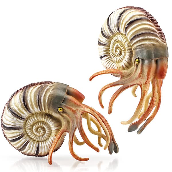 Staty Figur Modell Eremitkräfta/Nautilus Kontorsleksak Småbarn Utbildning