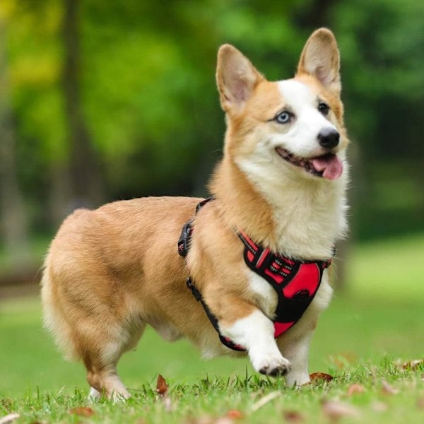 Hundsele med reflex, Anti-drag hundsele, Löpning, Vadderad väst, Justerbar bröstrem Röd S red S