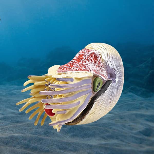 Statue Figur Modell Eremittkreps/Nautilus Kontorleke Småbarns Utdanning