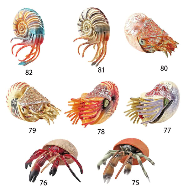 Staty Figur Modell Eremitkräfta/Nautilus Kontorsleksak Småbarn Utbildning