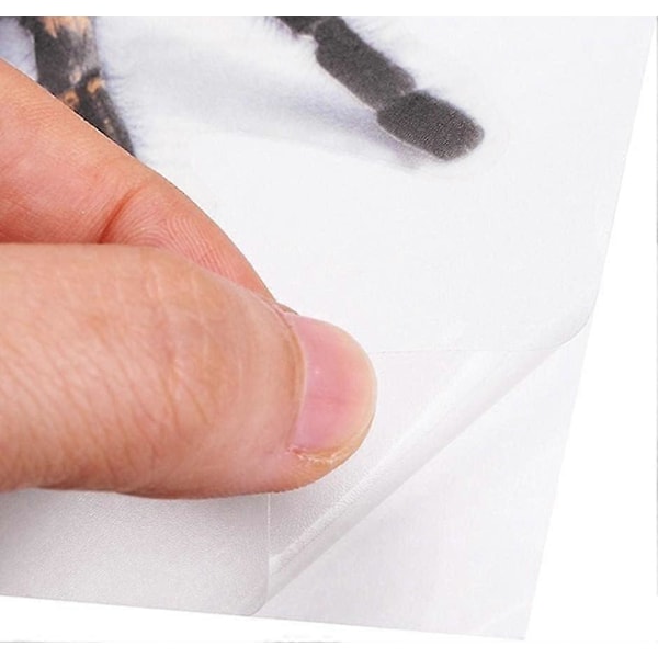 3D Bilmærkat Simulation Dyr Kofanger Dør Dekorations Skorpion Edderkop Firben Mærkat - Sort Edderkop
