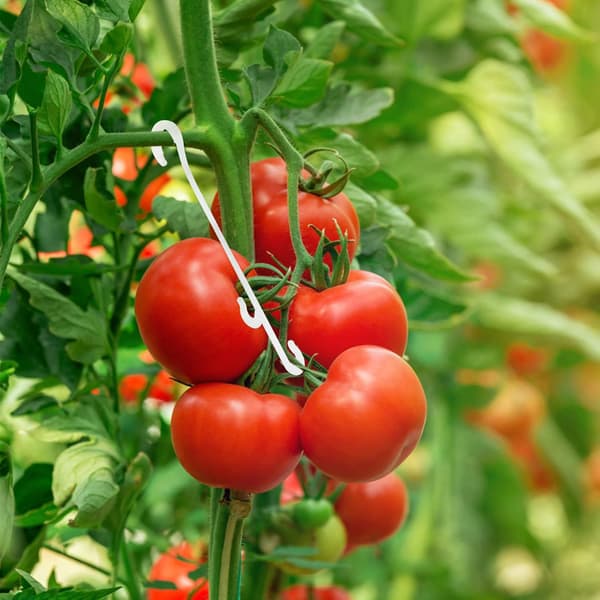 100 st 13 cm trädgårdsväxtfästklämmor, klätterväxtstöd, tomatklämmor, tomatsupport