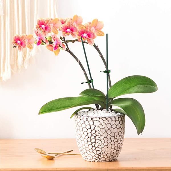 50 stk 30 cm grønne plante støttepinner