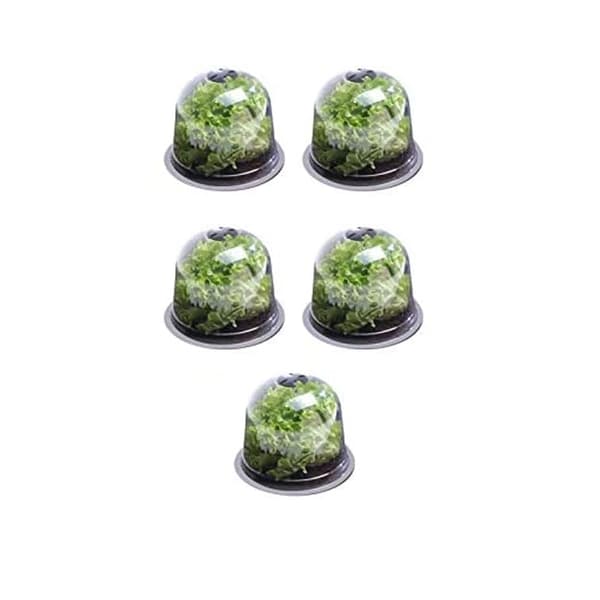 Salatdeksel x5 Drivhusbeskyttelse for planter