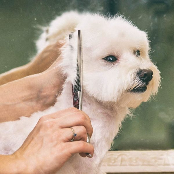 Hundesaks, 5-delt Sæt af Titaniumbelagt Rustfrit Stål til Pelsudstyr, Tyndende/Lige/Buede Saks og Kam