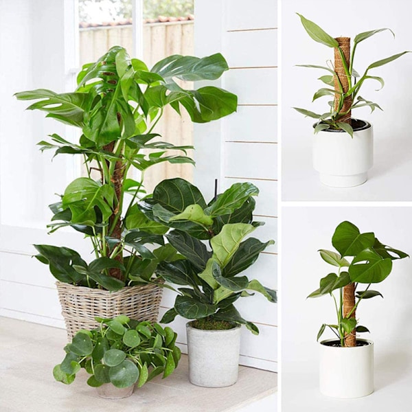 2 stk. Støtter til Klatreplanter 41 cm, Kokosfiberstænger Mos til Monstera Planter Naturlige Støtter til Planter