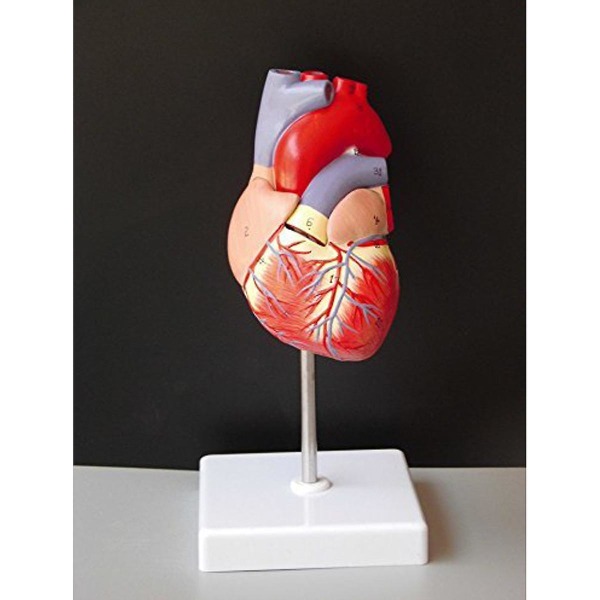 Mänskligt hjärta modell i naturlig storlek Anatomisk hjärtmodell Lärande laboratorietillbehör Medicinsk modell