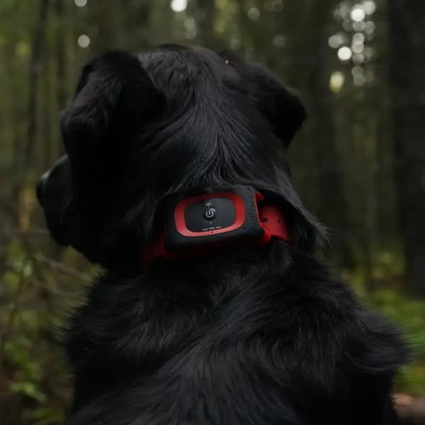 Hundpejl för jakt | Rex
