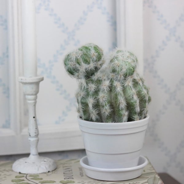 Mr Plant - Konstgjord Kaktus 20 cm