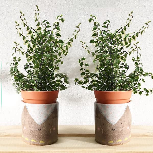 2-pack växtstöd, litet metallstöd för inomhusväxter, krukväxtstöd (svart)