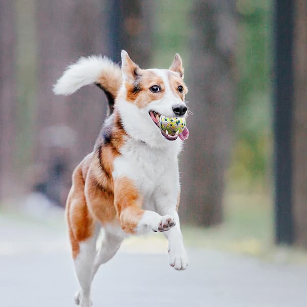 Flydende hundeboldlegetøj, Anti-Bite Etpu Pet Legetøj til rensning af tænder, meget elastisk, 2,5"/3"