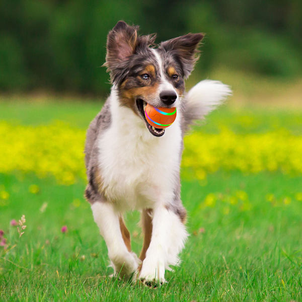 Rörelseaktiverad smart boll leksak hund - Anti-Bite silikon - Automatisk ABS - Flerfärgad - Träning - Husdjursprodukter