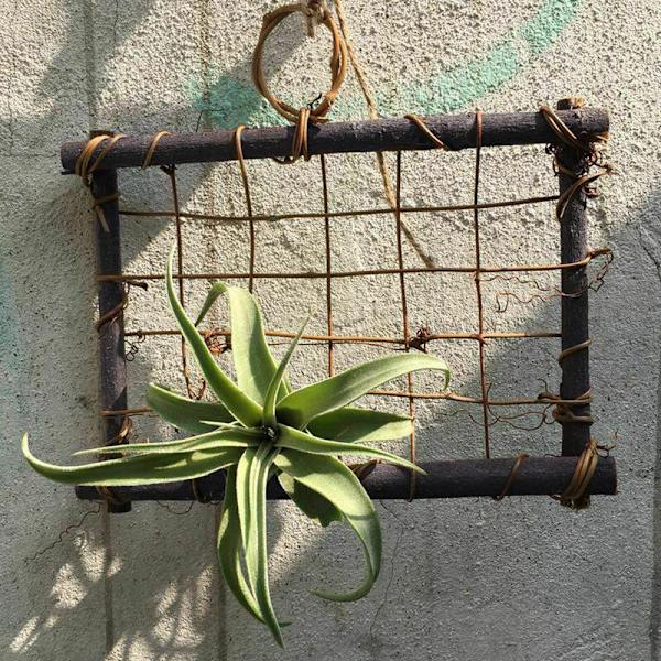 Hängande luftväxter i trä, Pergola, väggdekoration, hängare, blomsterdisplay (växter ingår ej)