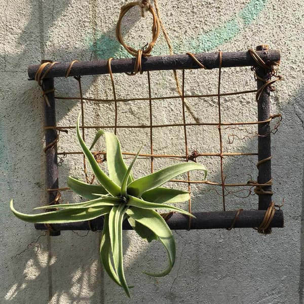 Hängande luftväxter i trä, pergola, väggdekoration, hänge, blomsterdisplay (växter ingår ej)