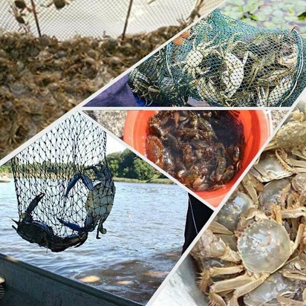 Taitettava kalastusverkko 6 sivua 6 reikää kala katkarapu muikku katkarapu syöttiverkko ansa