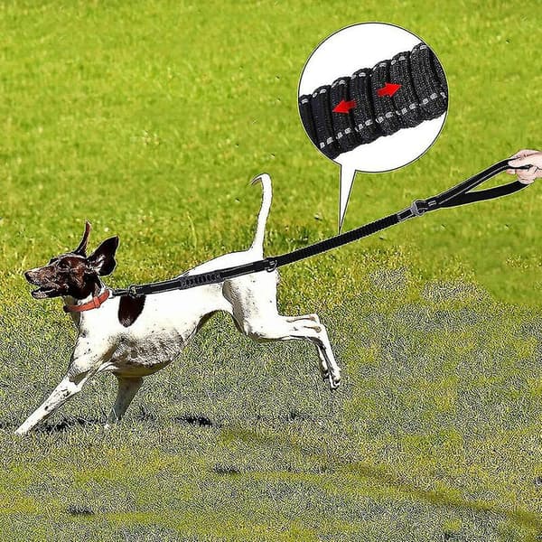 Slitstark hundkoppel med bilbältespänne