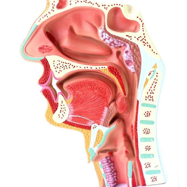 Mänsklig anatomisk näshåla hals anatomi modell för vetenskap klassrum studie display undervisning mod