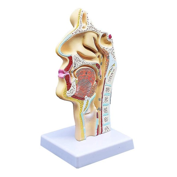 Människans anatomiska näshåla Hals Anatomi Modell för naturvetenskap Klassrumsstudie Display Undervisning Mod