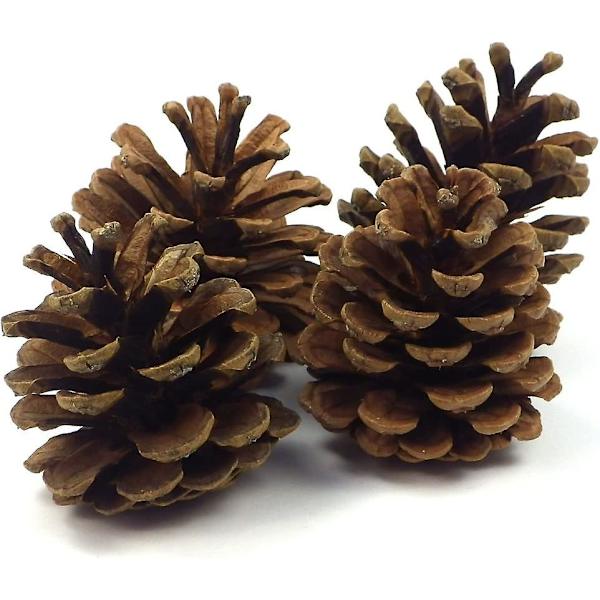 24 Tallkottar Ca. 7-9cm Tallkottar Tallkottar Gran Naturliga Kottar Juldekoration Adventsdekoration Höstdekoration