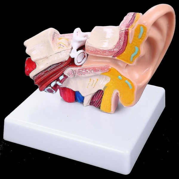 Anatomimodell för 1,5 gånger mänskligt öra som visar organens struktur i de centrala och yttre öronen.
