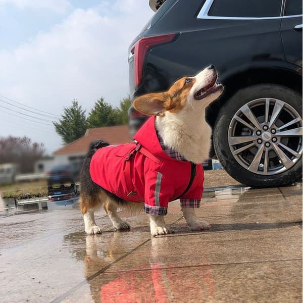 Regnjakke til hunde med hætte og sele, med reflekterende striber, til små og mellemstore hunde.