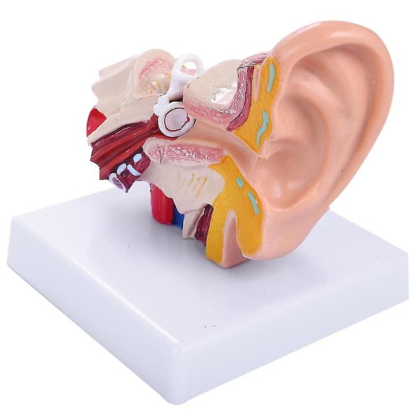 Anatomimodell för 1,5 gånger mänskligt öra som visar organens struktur i de centrala och yttre öronen.