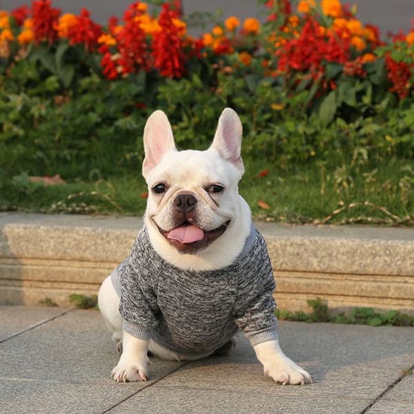 1 hundesweater, blød strik, tyk fleece, vinter, lille hund.