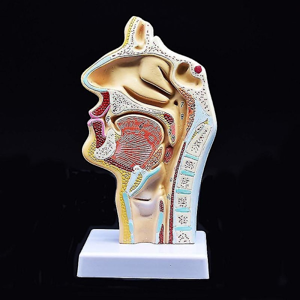 Mänsklig anatomisk näshåla hals anatomi modell för vetenskap klassrum studie display undervisning mod