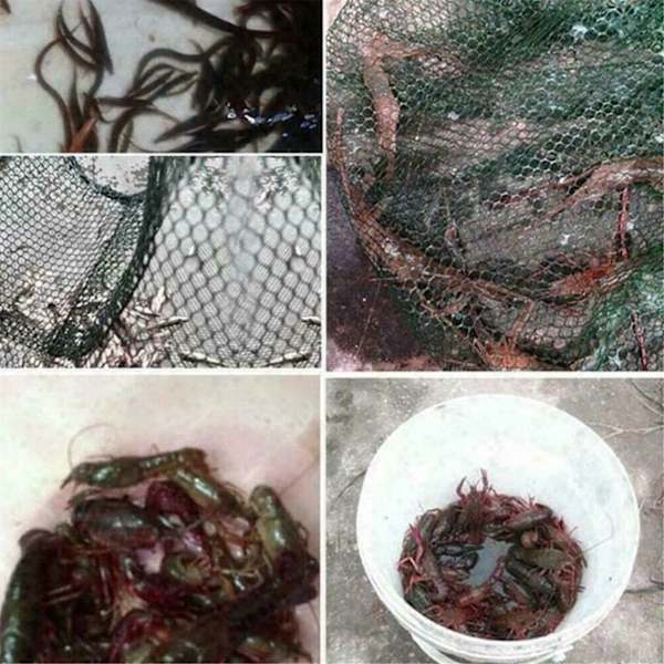 Sammenklappeligt fiskenet til fisk, rejer, krabber og agn - 12 huller