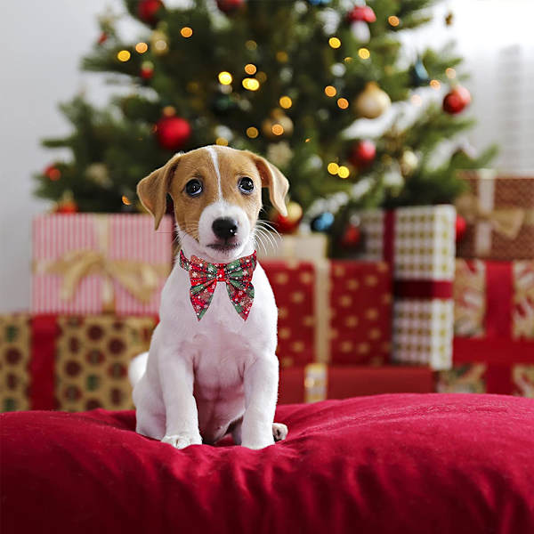 Christmas Dog Collar with Bow, Bowtie Dog Christmas