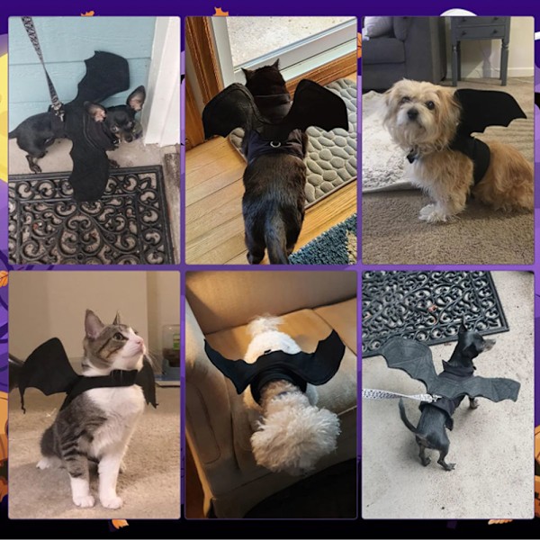 Husdjur fladdermus vingar Halloween svart cool fladdermus byta kostym