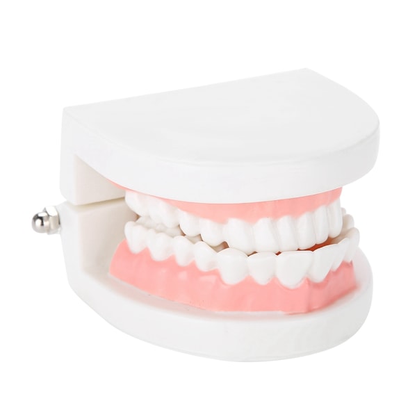 Standard Typodont för vuxna, Demonstrationsmodell av tänder: Silikonmaterial, Inlärning av tandborstning, Stabil bas för dentala läromedel