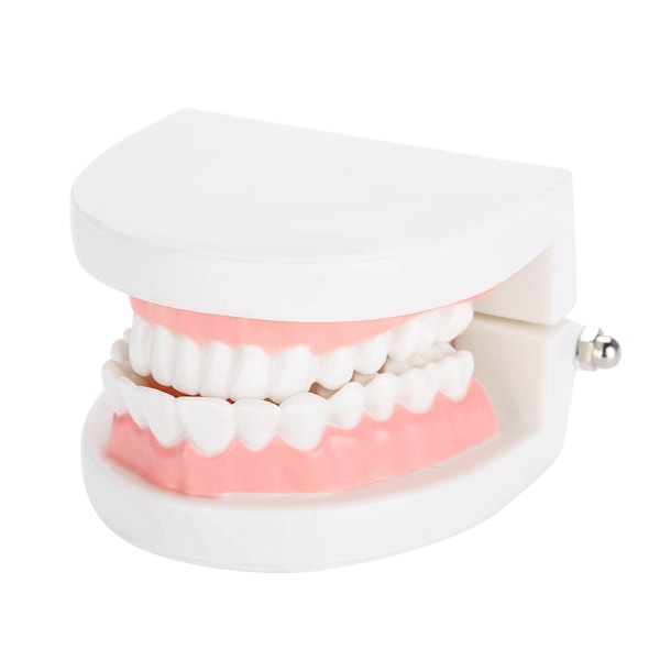 Standard Typodont för vuxna, Demonstrationsmodell av tänder: Silikonmaterial, Inlärning av tandborstning, Stabil bas för dentala läromedel