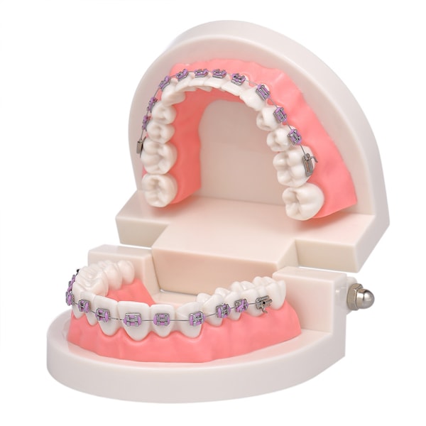 Standard Tandmodell För Dental Undervisning, Oral Demonstrationsverktyg Med Rostfri Stålaxel, Viktigt För Utbildningsprogram I Tandläkarhögskolor,