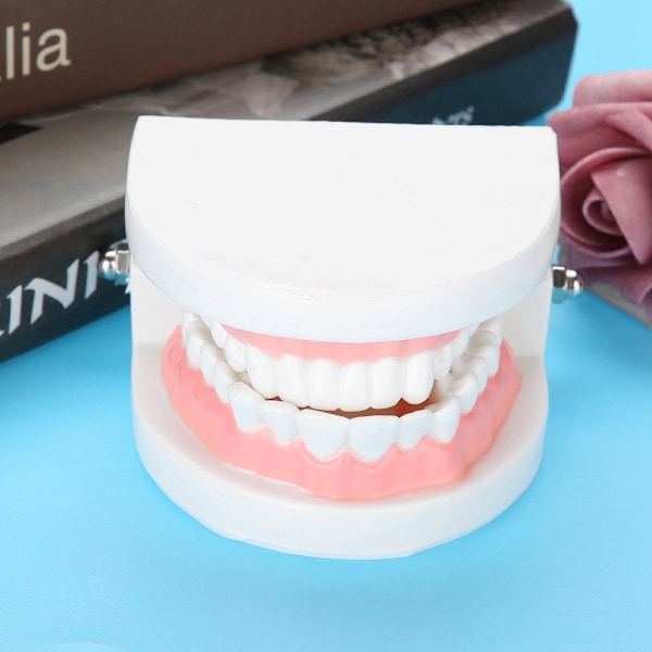 Standard Typodont för vuxna, Demonstrationsmodell av tänder: Silikonmaterial, Inlärning av tandborstning, Stabil bas för dentala läromedel