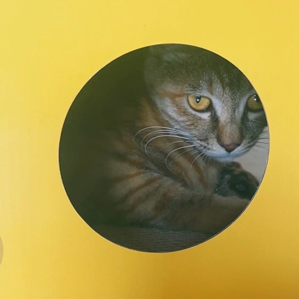 Kattklös Hus i Form av Ost Kartong Kattklösbräda Hus Intressant Kattgömställe för Vila och Lek