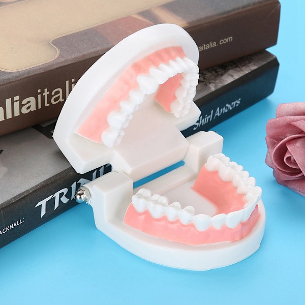 Standard Typodont för vuxna, Demonstrationsmodell av tänder: Silikonmaterial, Inlärning av tandborstning, Stabil bas för dentala läromedel