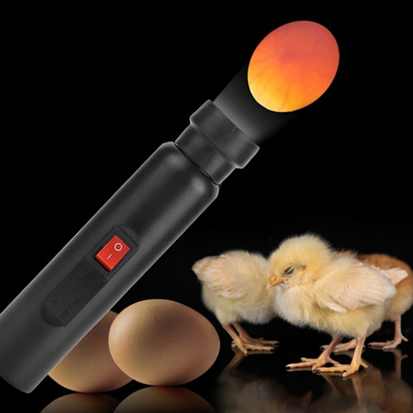 Inkubator med ficklampa för kläckning av befruktade ägg