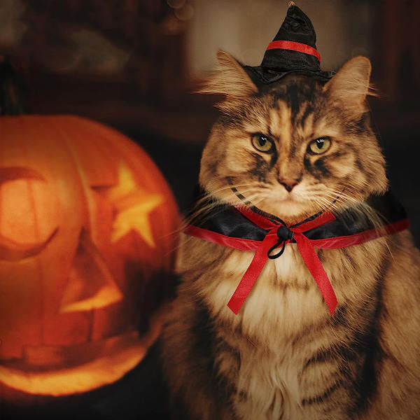 Set med 2 Halloween-kapset Halloween-kapset husdjur hundkap